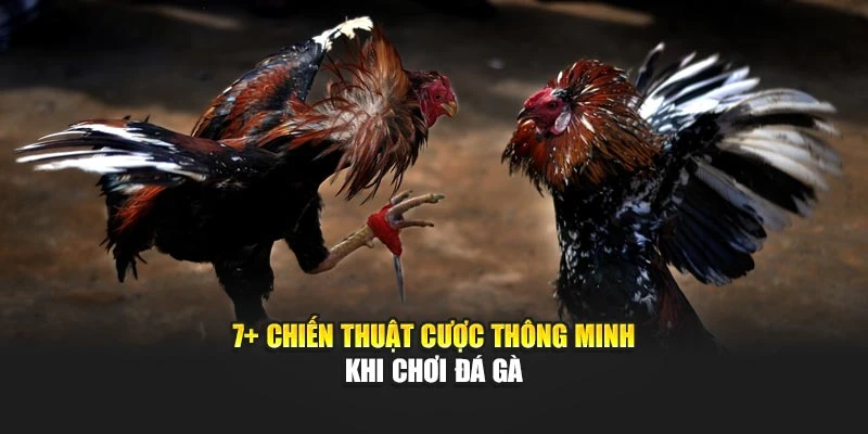 7+ chiến thuật cược thông minh khi chơi đá gà