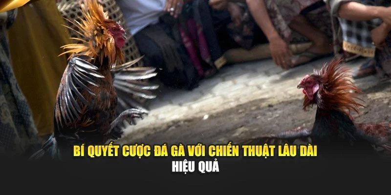 Bí quyết cược đá gà với chiến thuật lâu dài hiệu quả
