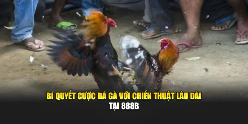 Bí Quyết Cược Đá Gà Với Chiến Thuật Lâu Dài Tại 888b