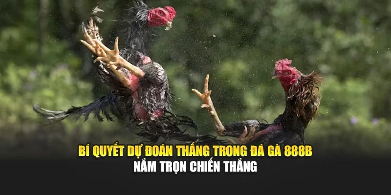 Bí Quyết Dự Đoán Thắng Trong Đá Gà 888B Nắm Trọn Chiến Thắng
