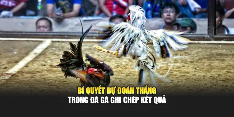 Bí quyết dự đoán thắng trong đá gà ghi chép kết quả