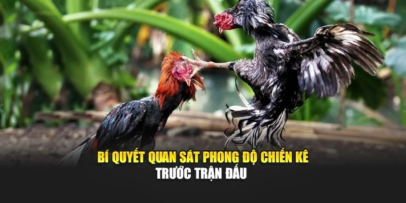 Bí quyết quan sát phong độ chiến kê trước trận đấu