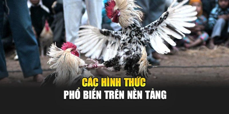 Các hình thức phổ biến trên nền tảng