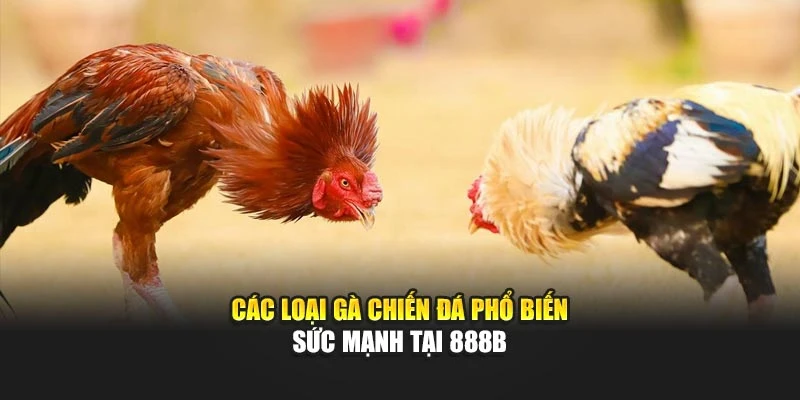 Các Loại Gà Chiến Đá Phổ Biến – Sức Mạnh Tại 888B