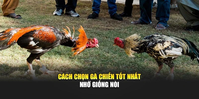 Cách chọn gà chiến tốt nhất nhờ giống nòi