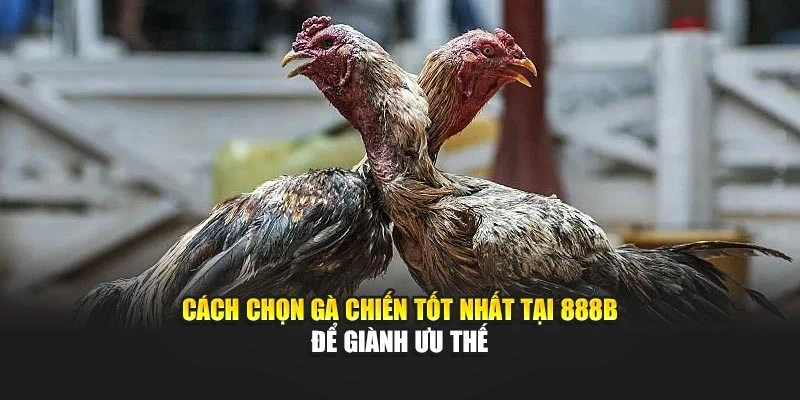 Cách Chọn Gà Chiến Tốt Nhất Tại 888b Để Giành Ưu Thế