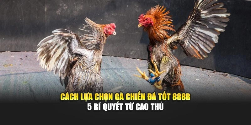 Cách Lựa Chọn Gà Chiến Đá Tốt 888b – 5 Bí Quyết Từ Cao Thủ