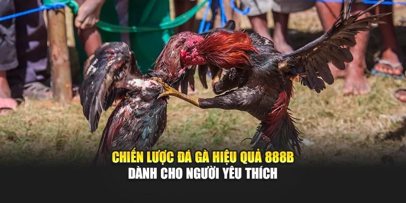Chiến Lược Đá Gà Hiệu Quả 888b Dành Cho Người Yêu Thích