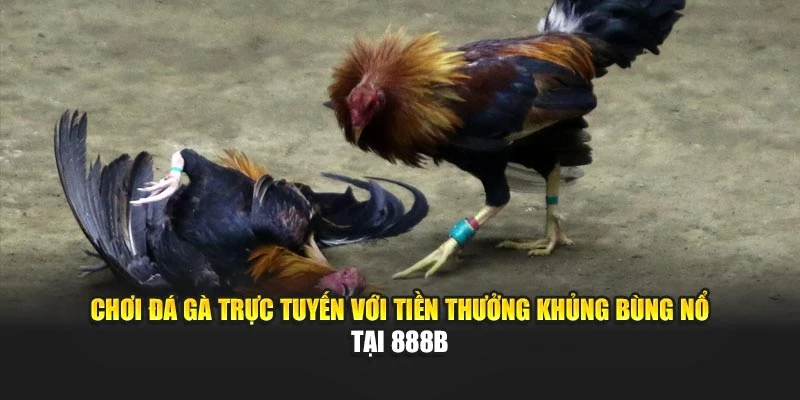 Chơi Đá Gà Trực Tuyến Với Tiền Thưởng Khủng Bùng Nổ Tại 888B