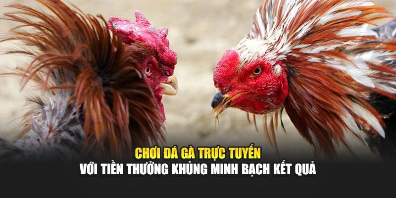 Chơi đá gà trực tuyến với tiền thưởng khủng minh bạch kết quả