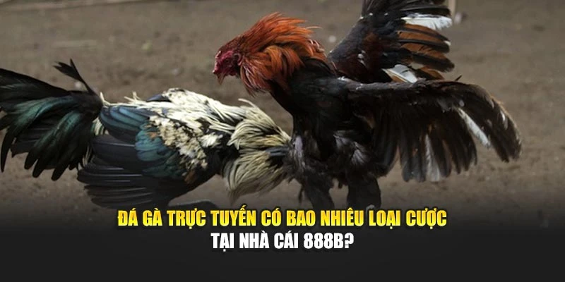 Đá Gà Trực Tuyến Có Bao Nhiêu Loại Cược Tại Nhà Cái 888b?