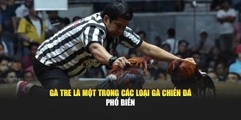 Gà tre là một trong các loại gà chiến đá phổ biến
