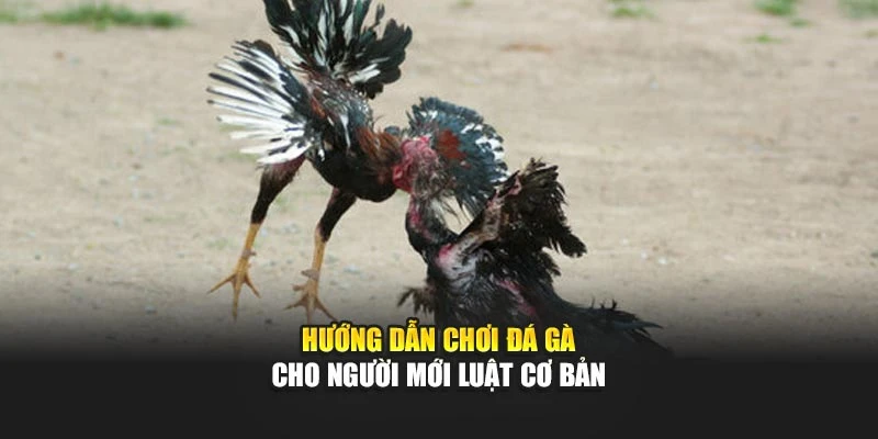 Hướng dẫn chơi đá gà cho người mới luật cơ bản