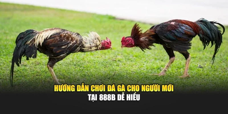 Hướng Dẫn Chơi Đá Gà Cho Người Mới Tại 888b Dễ Hiểu