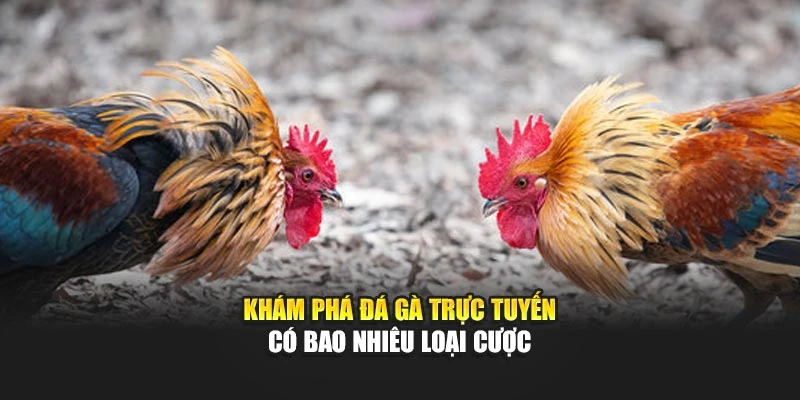 Khám phá đá gà trực tuyến có bao nhiêu loại cược