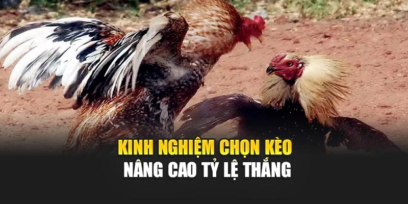 Kinh nghiệm chọn kèo nâng cao tỷ lệ thắng