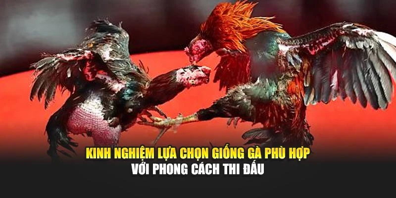 Kinh nghiệm lựa chọn giống gà phù hợp với phong cách thi đấu