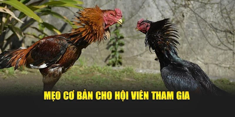 Mẹo cơ bản cho hội viên tham gia
