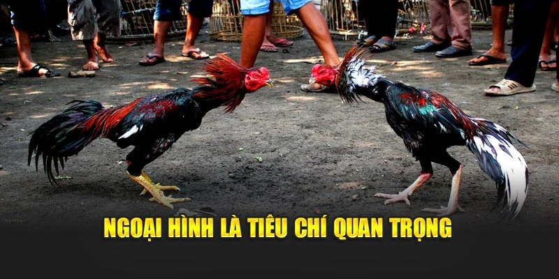 Ngoại hình là tiêu chí quan trọng