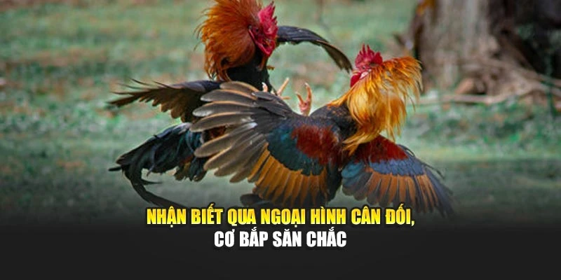 Nhận biết qua ngoại hình cân đối, cơ bắp săn chắc