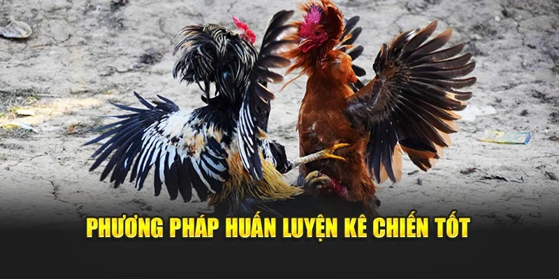 Phương pháp huấn luyện kê chiến tốt