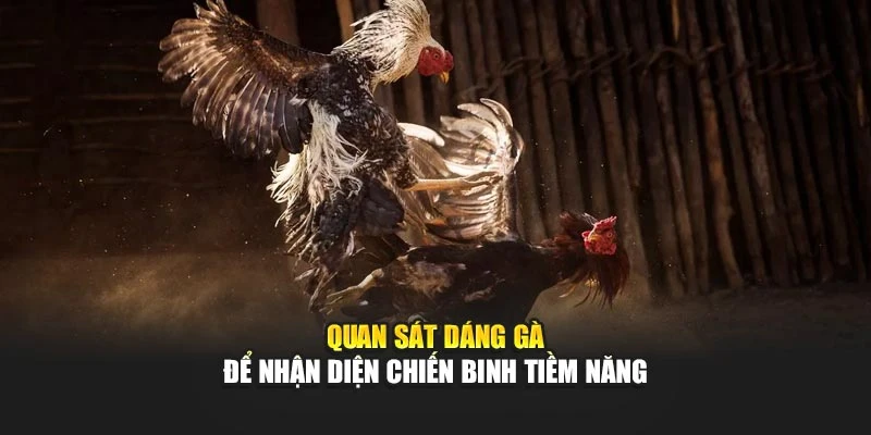 Quan sát dáng gà để nhận diện chiến binh tiềm năng