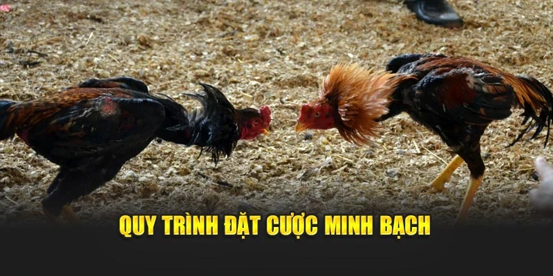 Quy trình đặt cược minh bạch