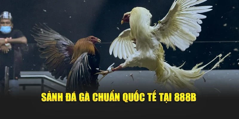 Sảnh đá gà chuẩn quốc tế tại 888B