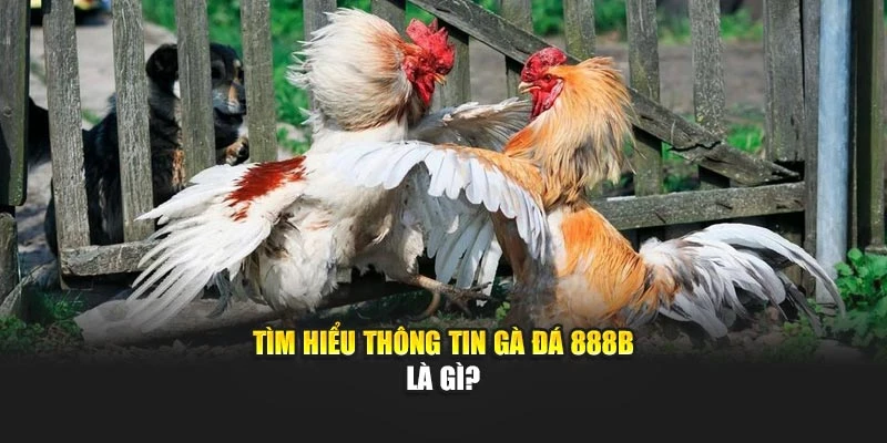 Tìm hiểu thông tin gà đá 888B là gì?