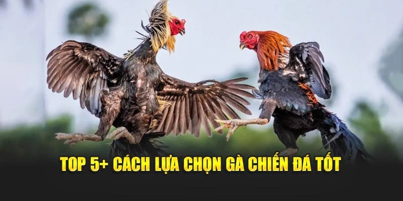 Top 5+ cách lựa chọn gà chiến đá tốt