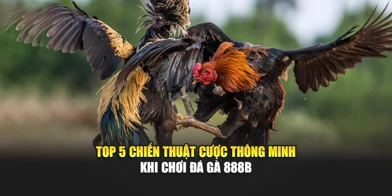 Top 5 Chiến Thuật Cược Thông Minh Khi Chơi Đá Gà 888b 