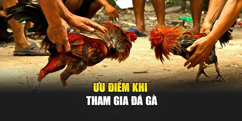 Ưu điểm khi tham gia đá gà
