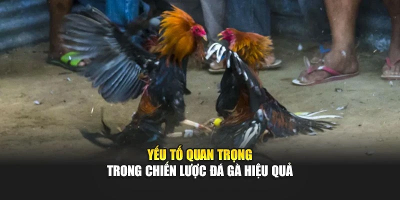 Yếu tố quan trọng trong chiến lược đá gà hiệu quả